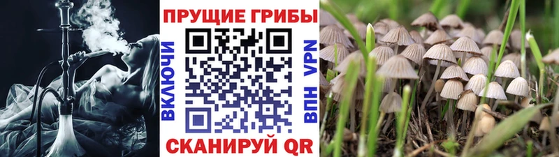 как найти наркотики  Дербент  кракен зеркало  Псилоцибиновые грибы Cubensis 